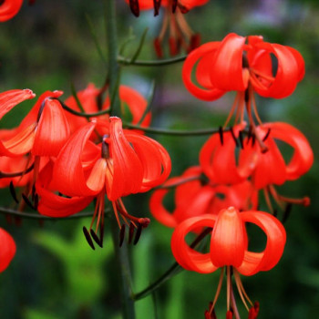  Лилия Pumilum (Пумилум)