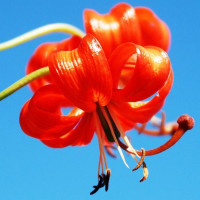  Лилия Pumilum (Пумилум)