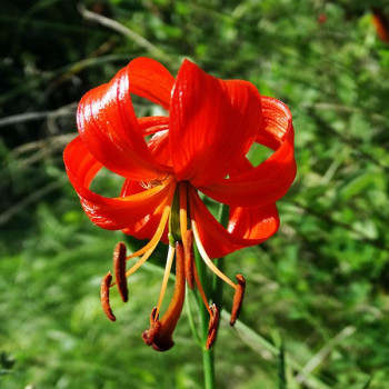  Лилия Pumilum (Пумилум)