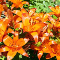  Лилия азиатская Brunello (Брунелло)