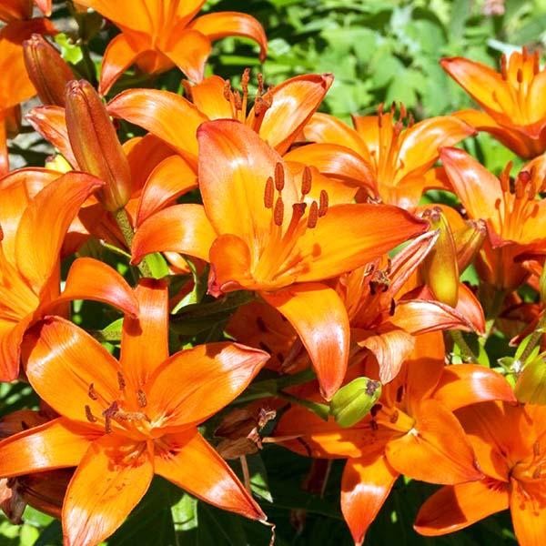  Лилия азиатская Brunello (Брунелло)