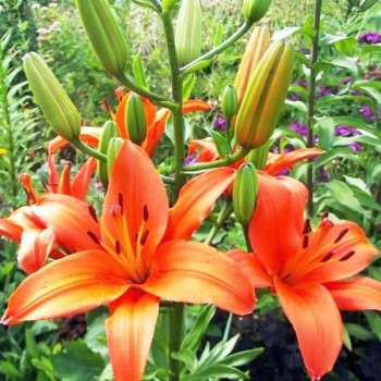  Лилия азиатская Brunello (Брунелло)