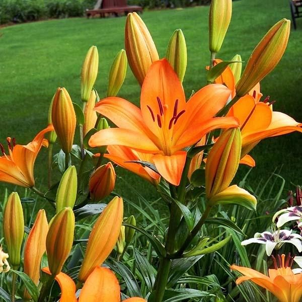  Лилия азиатская Brunello (Брунелло)