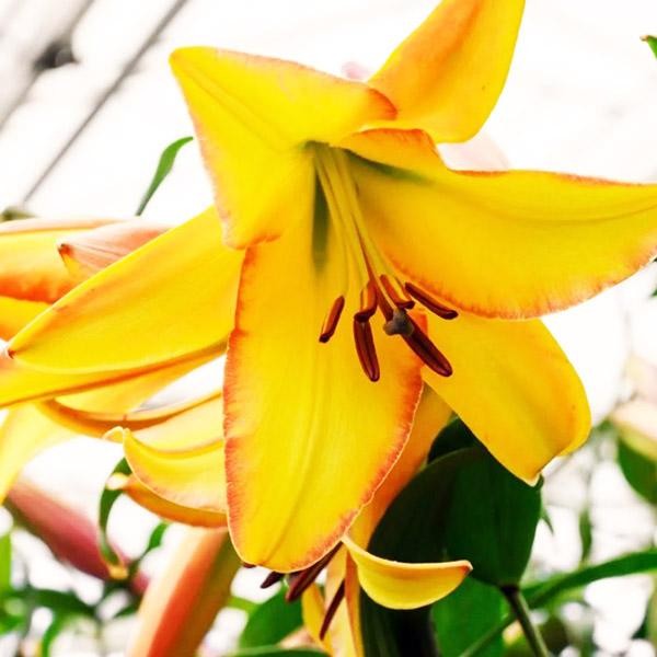  Лилия ОТ гибрид Rising Moon (Райзинг Мун)