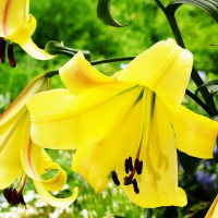  Лилия ОТ гибрид Rising Moon (Райзинг Мун)