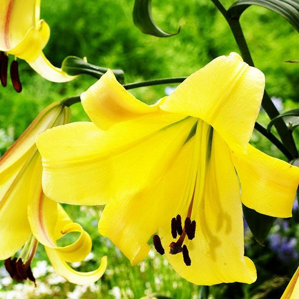  Лилия ОТ гибрид Rising Moon (Райзинг Мун)