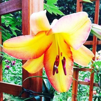  Лилия ОТ гибрид Rising Moon (Райзинг Мун)