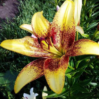  Лилия азиатская Juliet's Joy (Джульетс Джой)