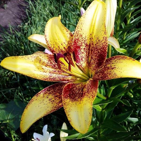  Лилия азиатская Juliet's Joy (Джульетс Джой)