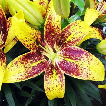  Лилия азиатская Juliet's Joy (Джульетс Джой)