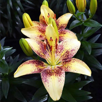  Лилия азиатская Juliet's Joy (Джульетс Джой)