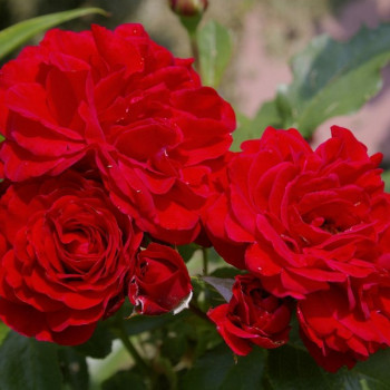 Саженцы Роза спрей Нина Вейбул