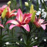  Лилия азиатская Delicate Joy (Деликейт Джой)