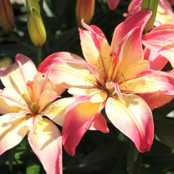  Лилия азиатская Delicate Joy (Деликейт Джой)