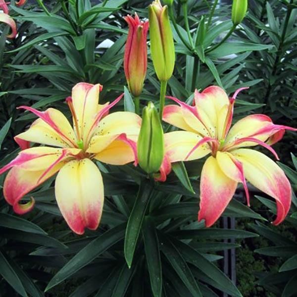  Лилия азиатская Delicate Joy (Деликейт Джой)