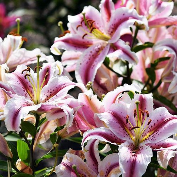  Лилия восточная Big Edition (Биг Эдишн)