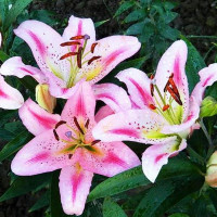  Лилия восточная Big Edition (Биг Эдишн)