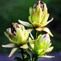  Лилия азиатская Mystery Dream (Мистери Дрим)