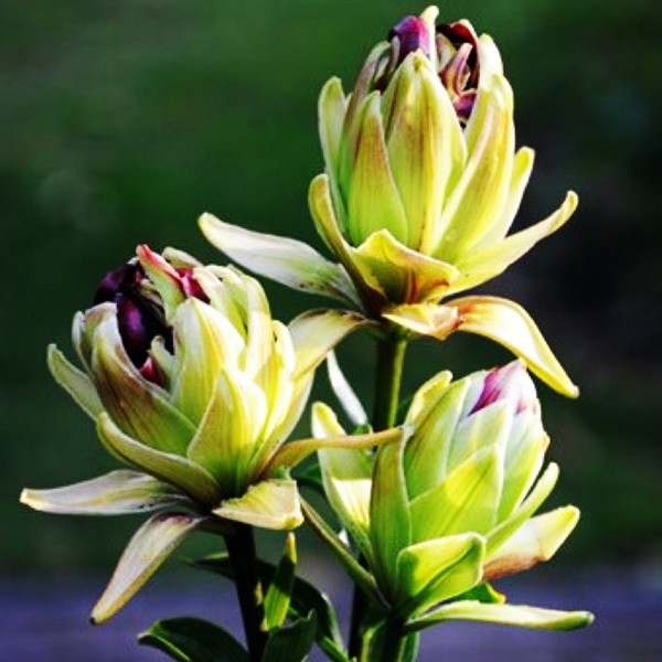  Лилия азиатская Mystery Dream (Мистери Дрим)