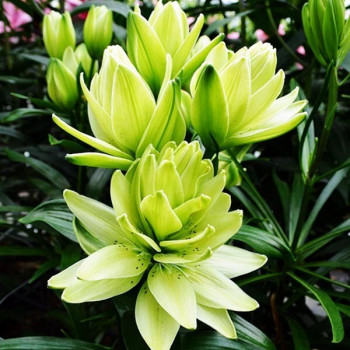  Лилия азиатская Mystery Dream (Мистери Дрим)