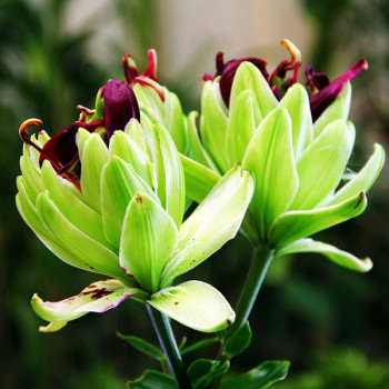  Лилия азиатская Mystery Dream (Мистери Дрим)