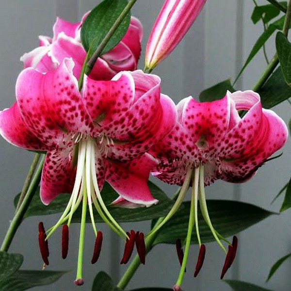  Лилия Speciosum Uchida (Сп. Ушида)