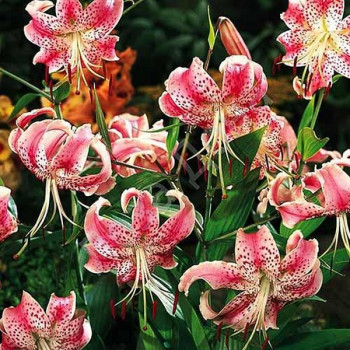  Лилия Speciosum Uchida (Сп. Ушида)