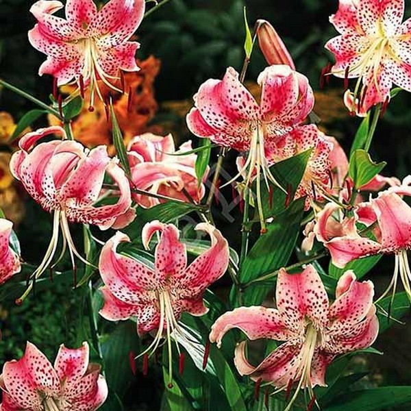  Лилия Speciosum Uchida (Сп. Ушида)