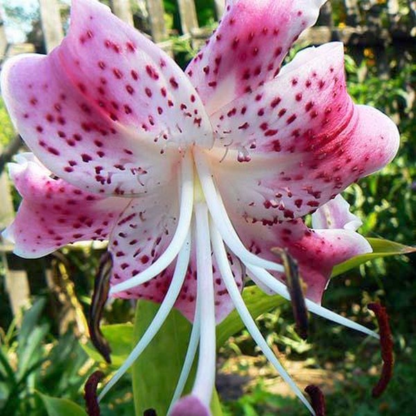  Лилия Speciosum Uchida (Сп. Ушида)