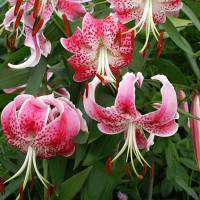  Лилия Speciosum Uchida (Сп. Ушида)