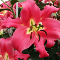  Лилия ОТ гибрид Fedora (Федора)