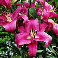  Лилия ОТ гибрид Fedora (Федора)