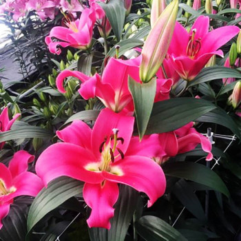  Лилия ОТ гибрид Fedora (Федора)