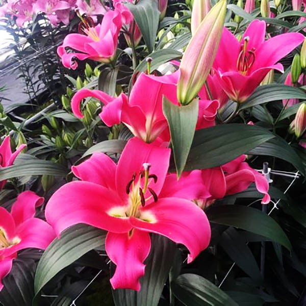  Лилия ОТ гибрид Fedora (Федора)