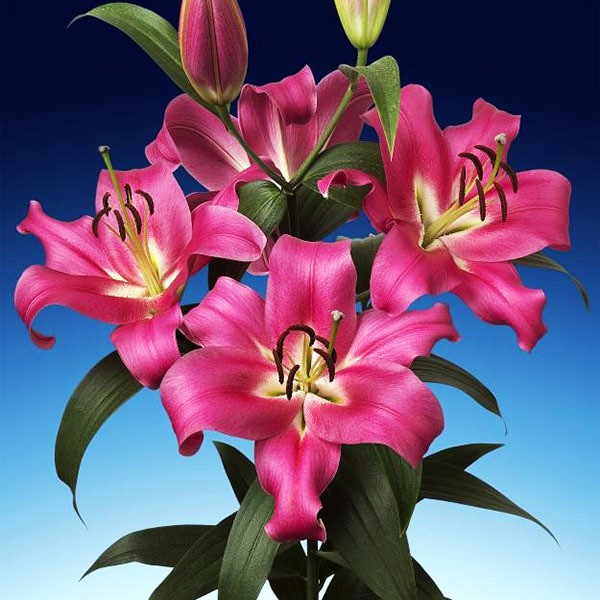  Лилия ОТ гибрид Fedora (Федора)