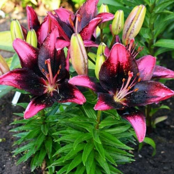  Лилия азиатская Tiny Poems (Тайни Поэмс)