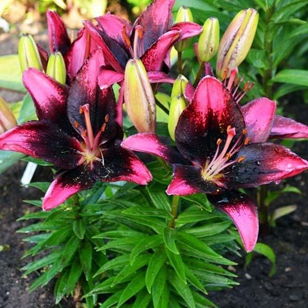  Лилия азиатская Tiny Poems (Тайни Поэмс)