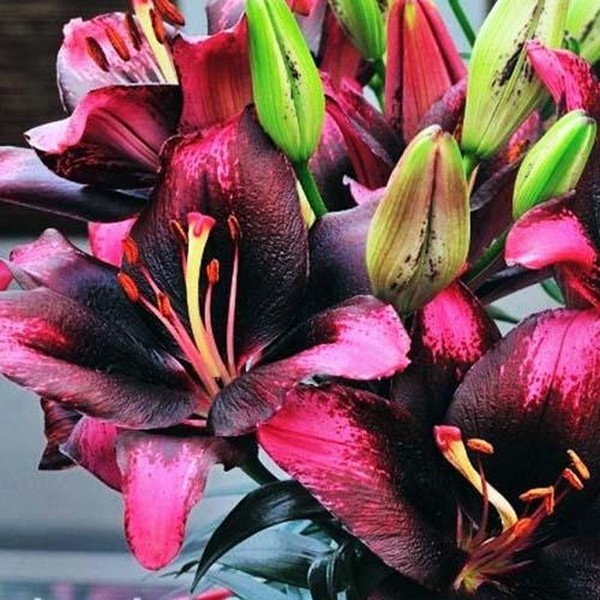  Лилия азиатская Tiny Poems (Тайни Поэмс)