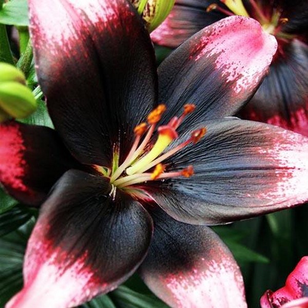  Лилия азиатская Tiny Poems (Тайни Поэмс)