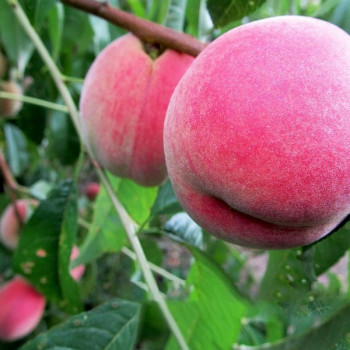 Саженцы Персик Ставропольский Розовый