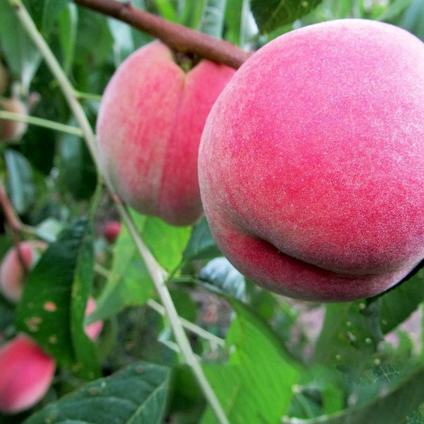 Саженцы Персик Ставропольский Розовый