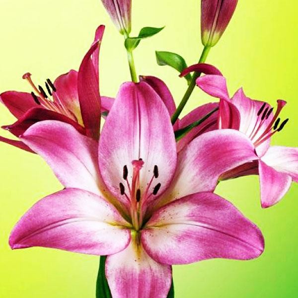  Лилия ЛА гибрид Palena (Палена)