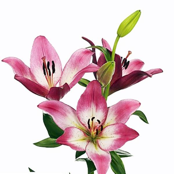  Лилия ЛА гибрид Palena (Палена)