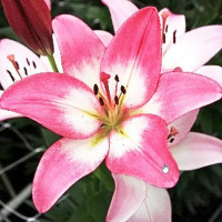  Лилия ЛА гибрид Palena (Палена)