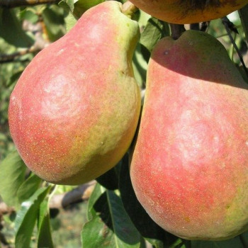 Саженцы Груша Изюминка Крыма