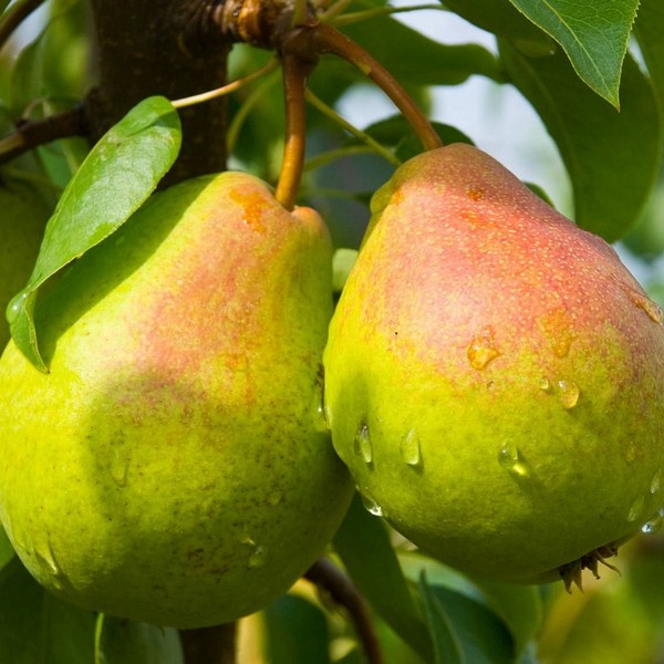 Саженцы Груша Кубанская Сочная