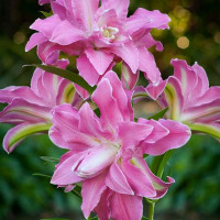  Лилия восточная Lotus Wonder ( Лотус Уандер)