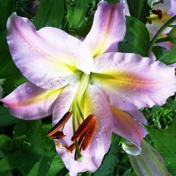  Лилия восточная Color Essence (Колор Эссенс)