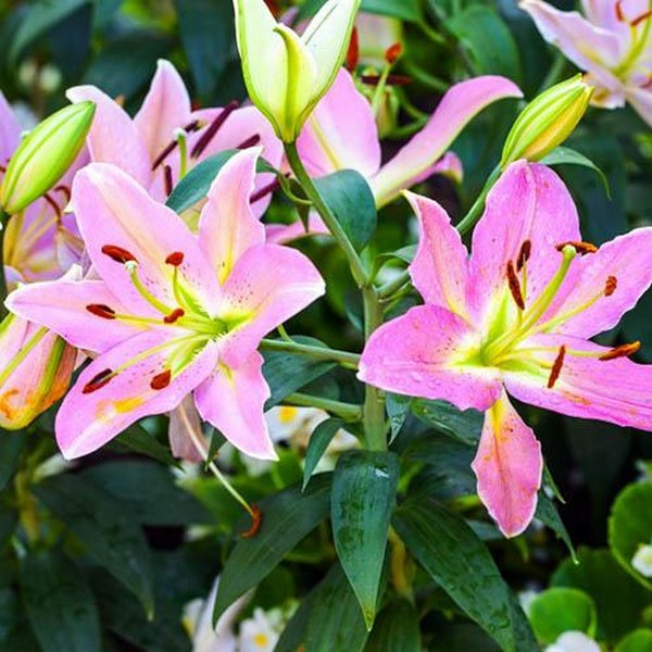  Лилия восточная Color Essence (Колор Эссенс)