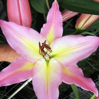  Лилия восточная Color Essence (Колор Эссенс)